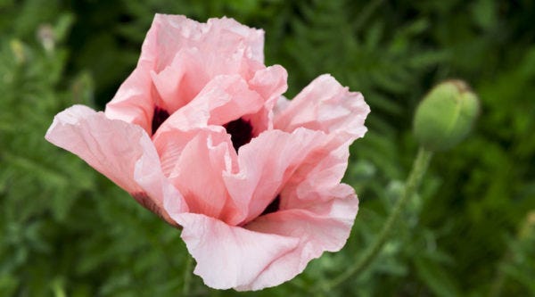 Coral Reef Poppy Papaver orientale.