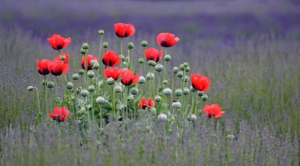 Lavender with Oriental Poppy