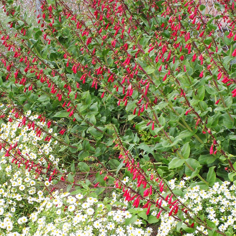 Cardinal Beardtongue (Penstemon cardinalis)