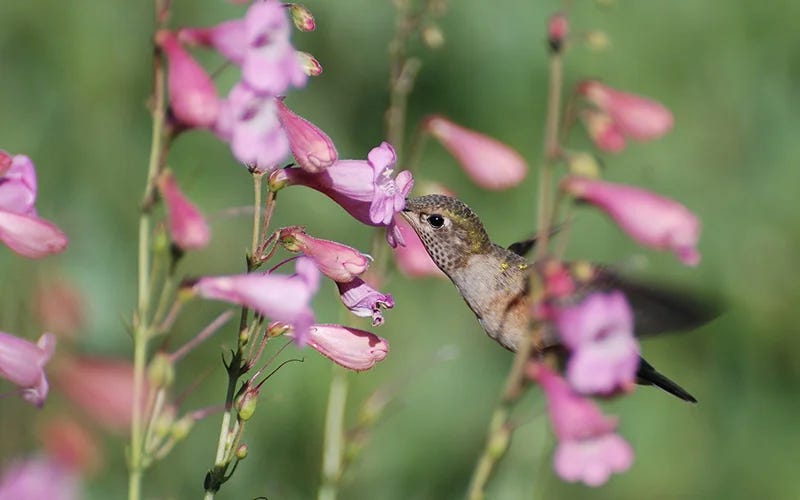 Hummingbird at Penstemon