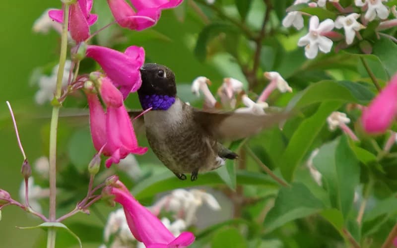 Hummingbird and Penstemon