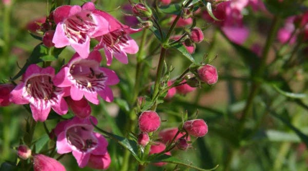 Pink Penstemon mexicali Red Rocks