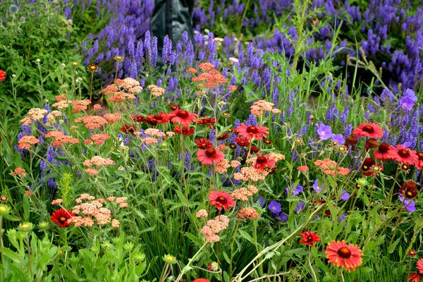 Salvia with Gaillardia and Achillea