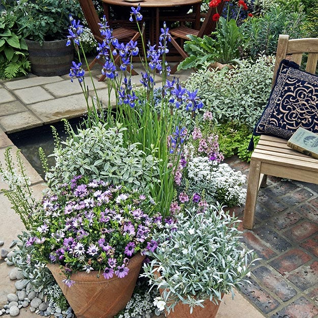 Perennial container-garden with Artemisia, Siberian Iris, Lavender and Anemone.