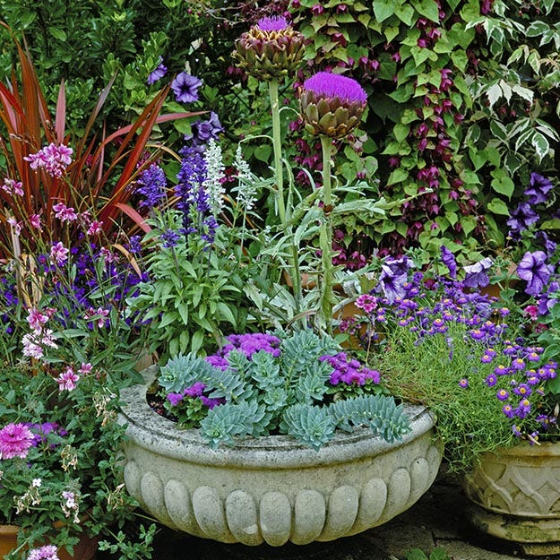 Perennial container garden with spurge, salvia and an artichoke in bloom.