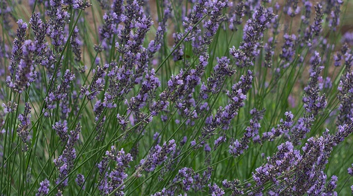 Lavender Phenomenal