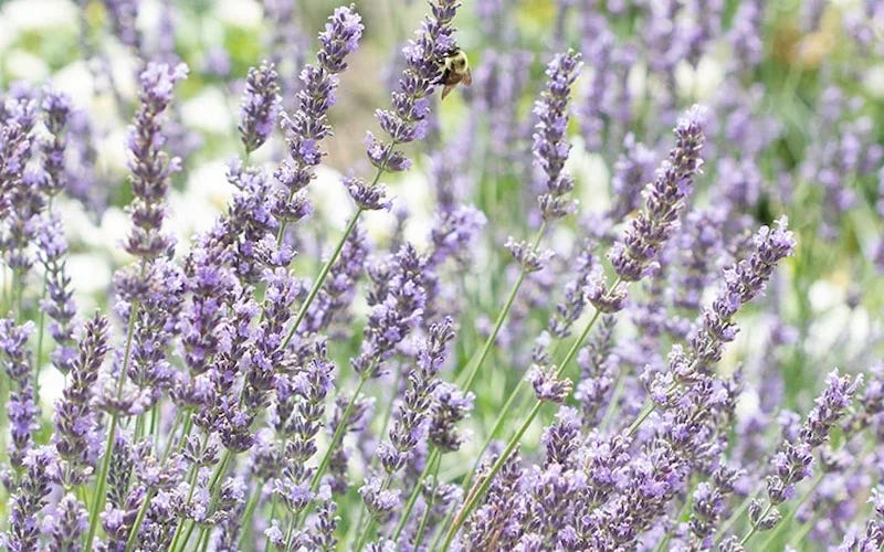 Phenomenal Lavender and Bee