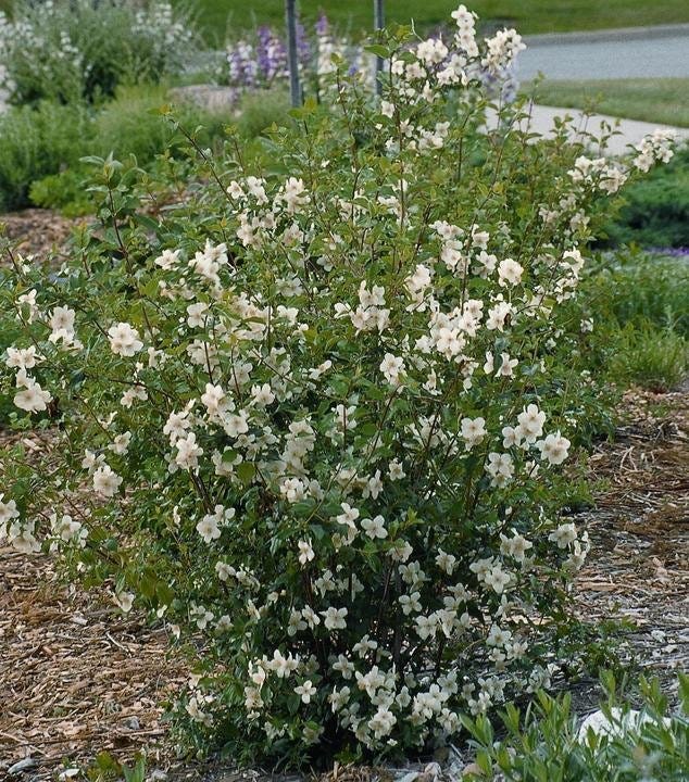 Cheyenne® Mock Orange Shrub From High Country Gardens