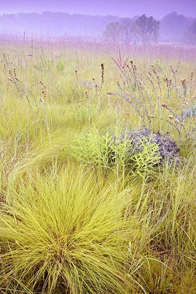 prairie dropseed with companion plants
