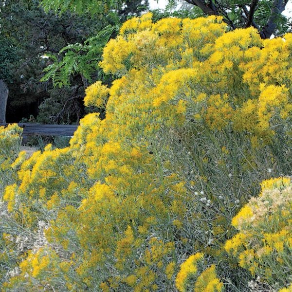 Tips to prune flowering shrubs such as Rabbit Brush.