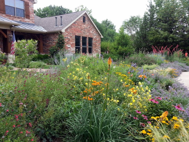 Perennial Garden Shown here, loosely from left to right: Salvia (Sage), Chilopsis (shrub near the path), Russian Sage (Perovskia), Columbine (Aquilegia) , Butterfly Weed (Asclepias), Kniphofia (Red Hot Poker), Echinacea (Purple Coneflower), Coreopsis, Nepeta (Catmint), Na