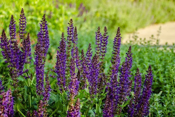 May Night Salvia. Customer photo by Rajesh J.