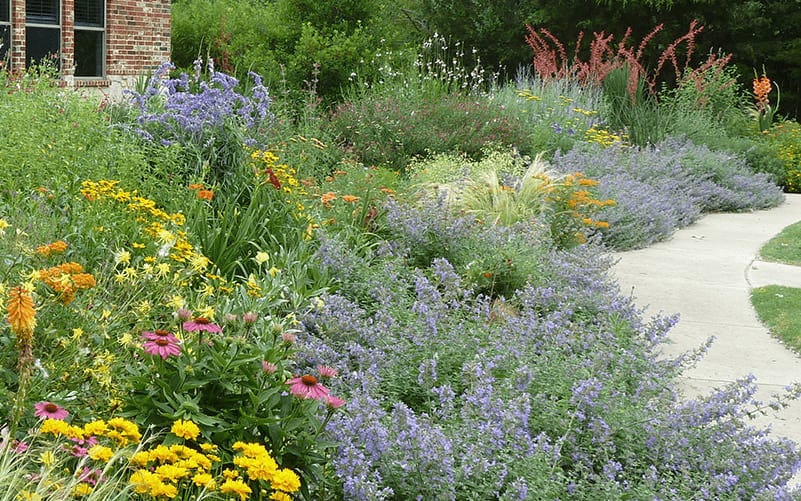 A colorful waterwise garden in full bloom, featuring Nepeta, Coreopsis, Echinacea, Russian Sage, and much more.