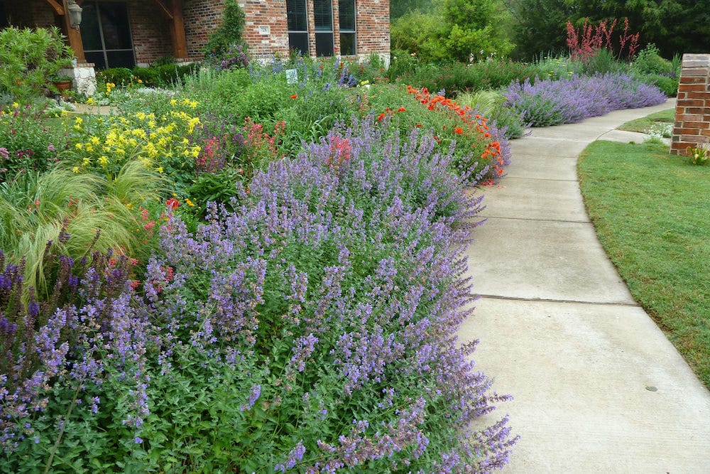 Nepeta is easy-to-grow for major impact. It's relaxed habit drapes elegantly along walkways. Shown here with Salvia, Ornamental Grass, Columbine, Poppies, and ore in our customer, Rajesh's garden.