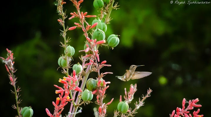 Close Up Hesperaloe 'Straight Up Red' photo by Rajesh Jyothiswaran