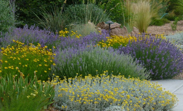 English Lavender (Lavandula), Coreopsis (Tickseed), Partridge Feather (Tanacetum) and Silky Thread Grass (Nasella)
