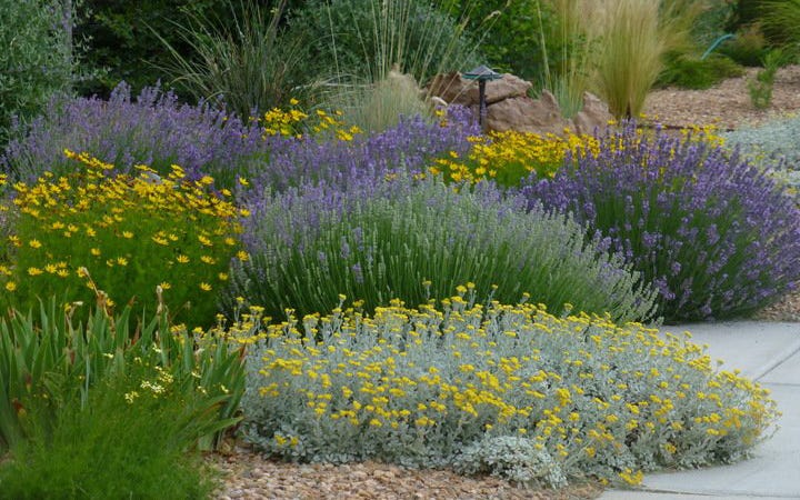 Groundcover planting