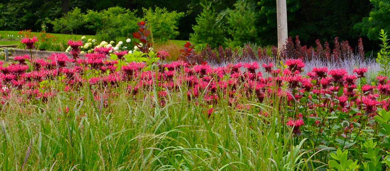 Raspberry Wine Bee Balm (Monarda) Raspberry Wine Bee Balm (Monarda)