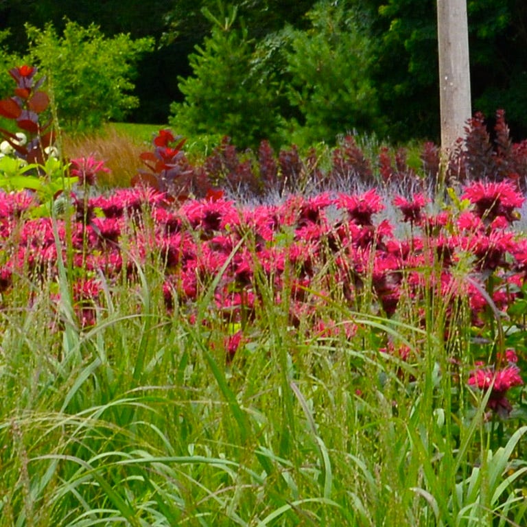 Raspberry Wine Bee Balm (Monarda) Raspberry Wine Bee Balm (Monarda)