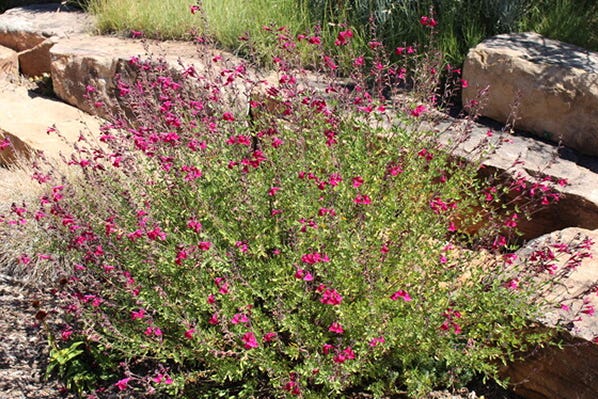 Raspberry Delight® Salvia in Santa Fe Botanic Gardens