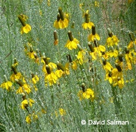 The blooms of Ratibida columnifera 'Yellow' stand out when blended with Artemisia frigida.