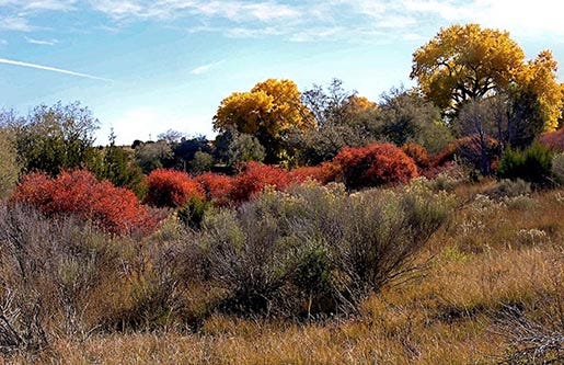 Fall shrubs and Trees