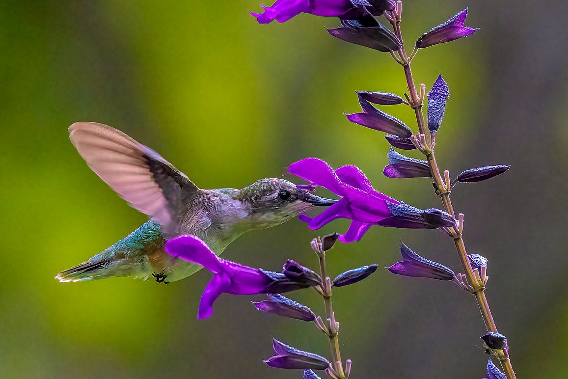 Hummingbird and Salvia Amistad. Customer photo by Rob S.