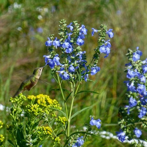 Rufous hummingbird and Savlia azurea