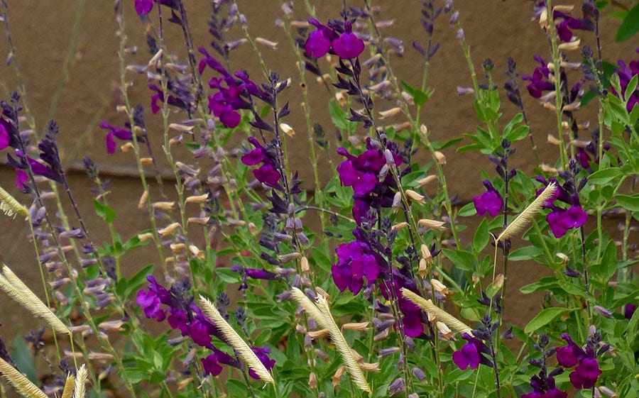 FlowerKisser® Salvia Dark Shadows contrasted with Blonde Ambition Blue Grama Grass