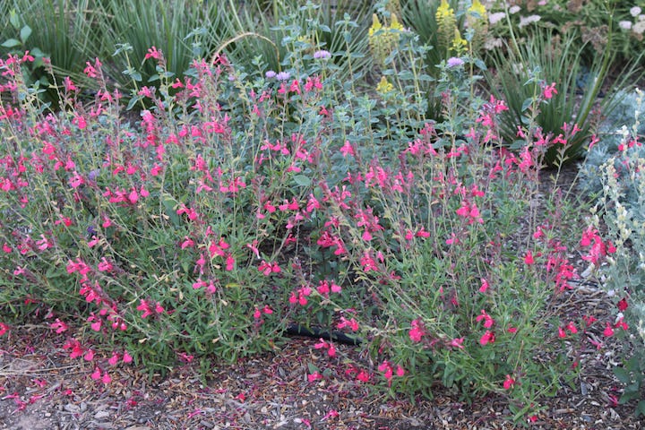 Everblooming FlowerKisser™ Coral Pink Sage (Salvia)