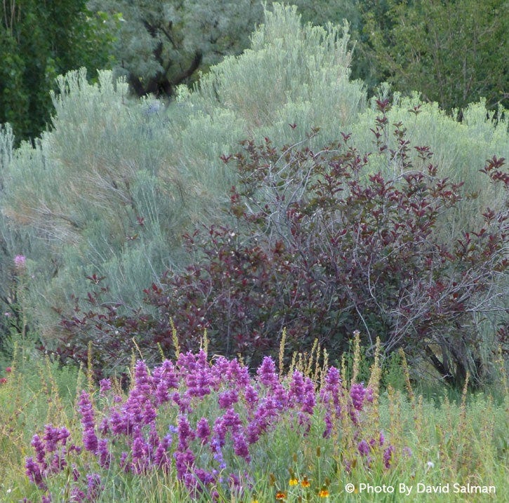 Silvery foliage makes a lovely backdrop for other plants. Shown here: Salvia pachyphylla (foreground), Prunus cistina, Chrysothamnus (rear).