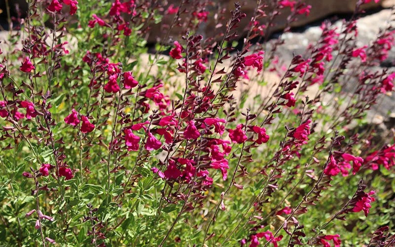 Raspberry Salvia