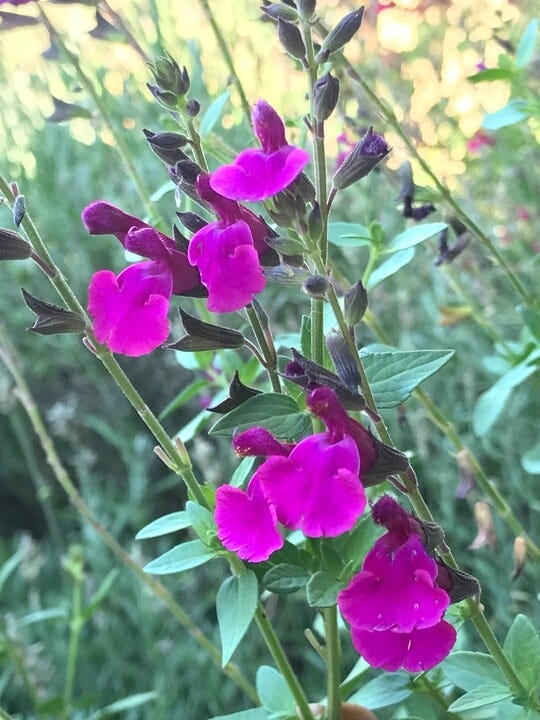 FlowerKisser™ Royal Rose Salvia