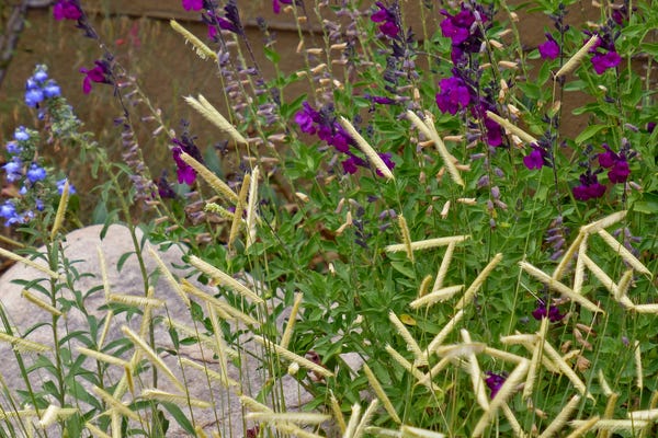 FlowerKisser™ Dark Shadows Salvia with Prairie Salvia and Blonde Ambition Blue Grama Grass.