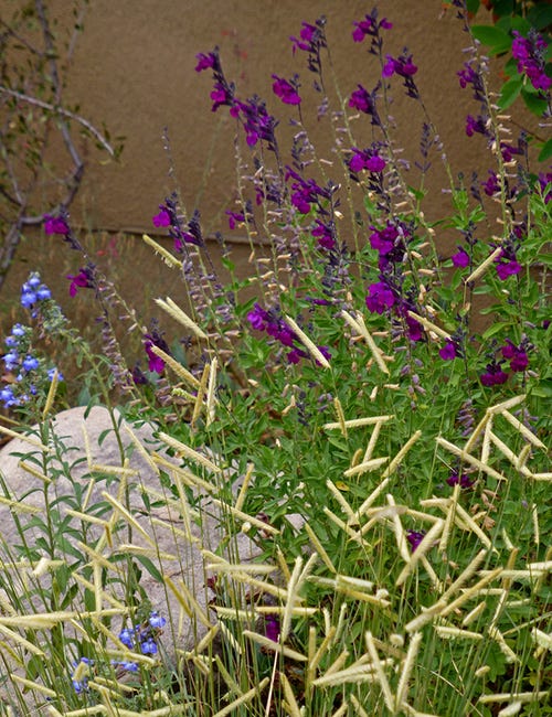 Savlia azurea, Salvia greggii, and Blue Grama Grass in full bloom in the garden