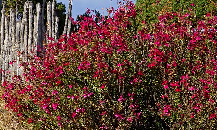 salvia greggii