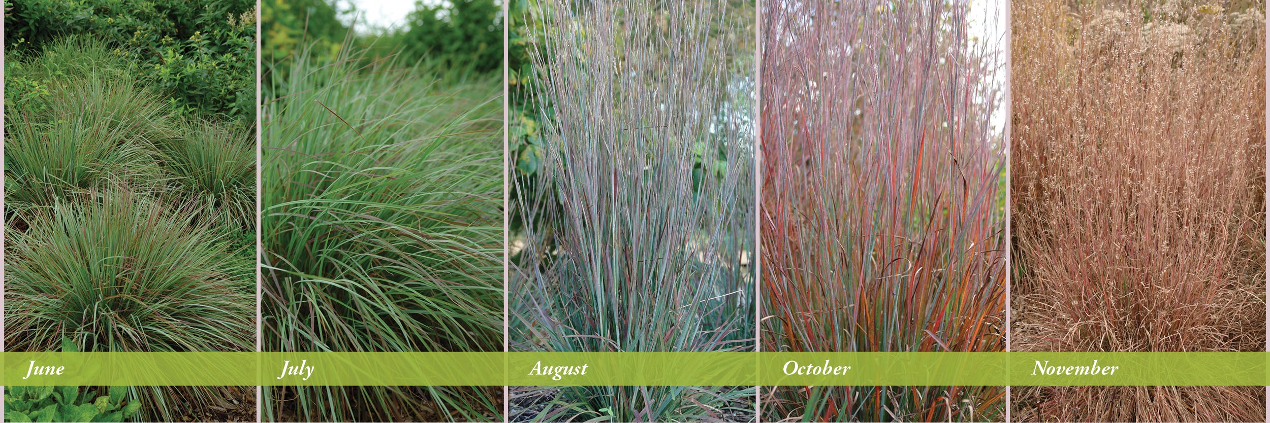 Standing Ovation Little Bluestem Ornamental Grass Throughout the Seasons
