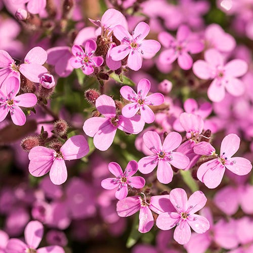 soapwort