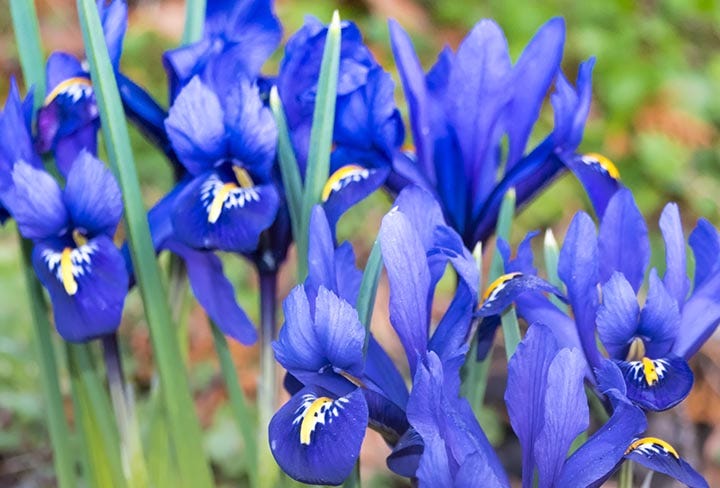 Irisa Reticulata or Minature Iris in bloom