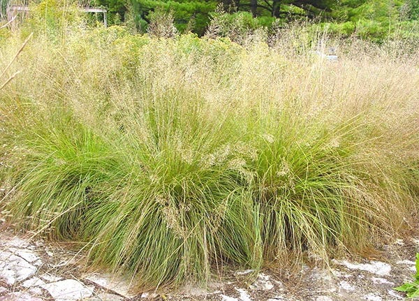 Sporobolus heterolepis (Prairie Dropseed), Ornamental Grass Mass Planting