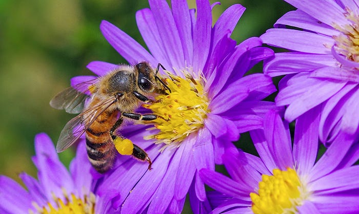 Customer photo of a bee gathering nectar and pollen from a bright purple Aster bloom.