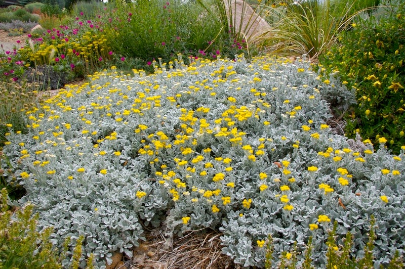 Shop Partridge Feather (Tanacetum) Partridge Feather (Tanacetum)