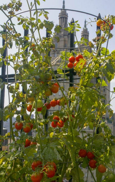 tomatoes-Ellen-Zachos