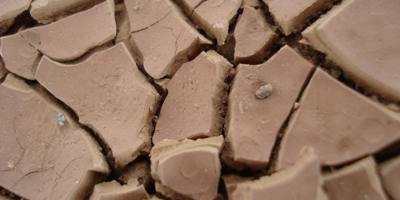 top-ten-clay-loving-plants-blog