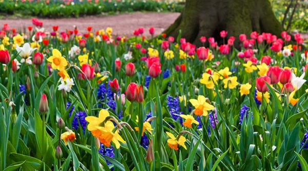Tulips, Daffodils, and Hyacinth blooming in Garden together