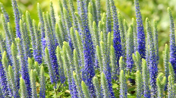 Royal Candles Speedwell (Veronica) is one of the most cold-tolerant perennials, along with Aster and Oriental Poppies.