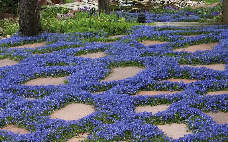 Thyme Speedwell and Flagstones