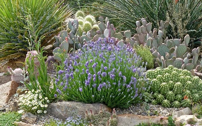 Cacti and Succulent Garden