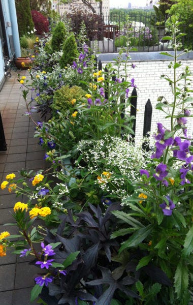 window-boxes-Ellen-Zachos