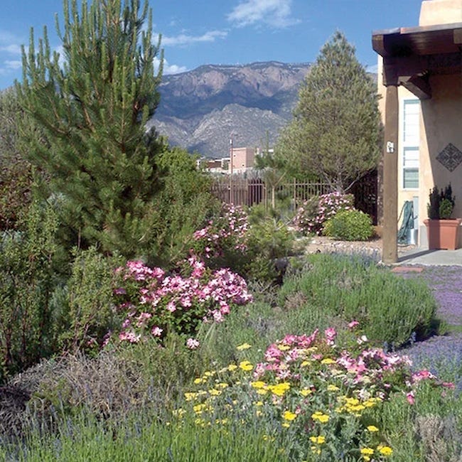 Waterwise plants accompany the thyme lawn